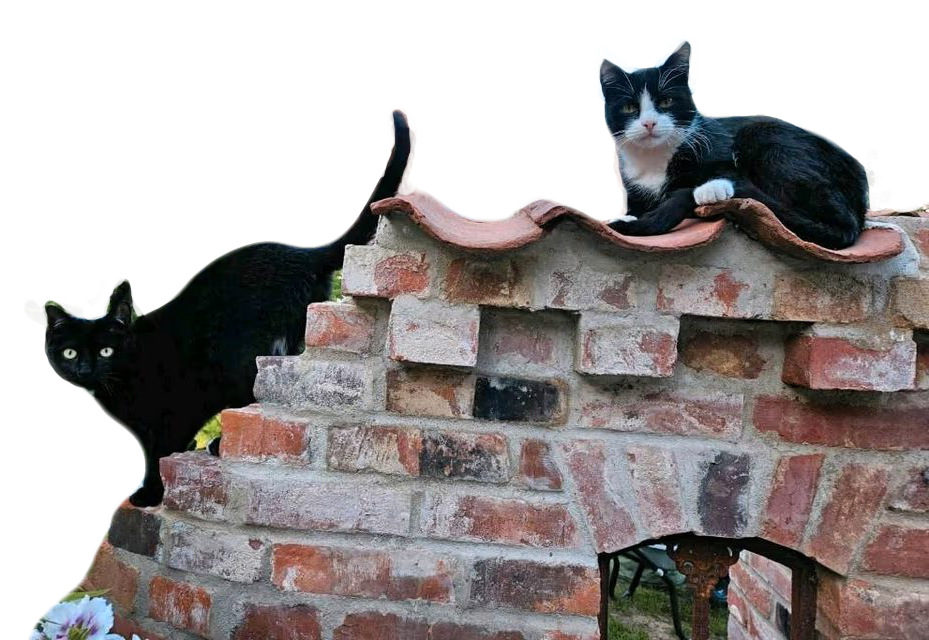 Ruinenmauer mit Katzen cats